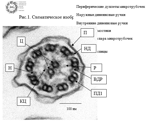 Иллюстрация из клинических рекомендаций