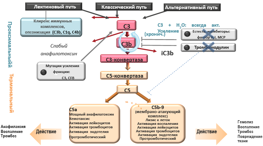 Иллюстрация из клинических рекомендаций