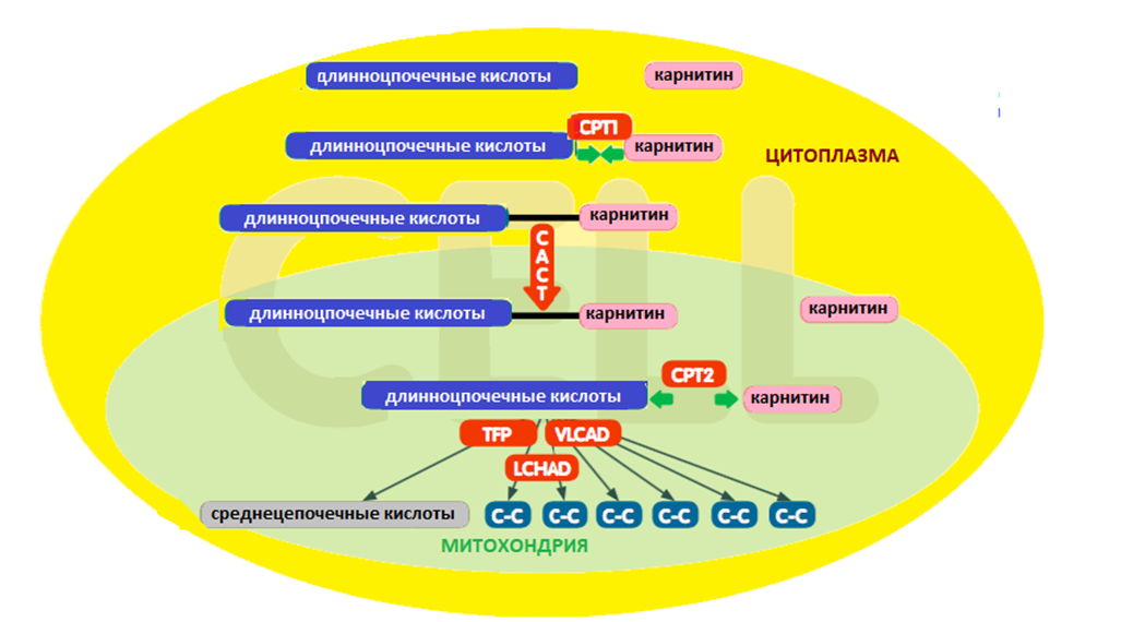 Иллюстрация из клинических рекомендаций